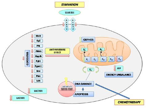 A Model of Short term starvation effects on the metabolism of the tumor... | Download Scientific ...