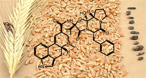 Occurrence of Ergot and Ergot Alkaloids in Western Canadian Wheat and Other Cereals | Journal of ...