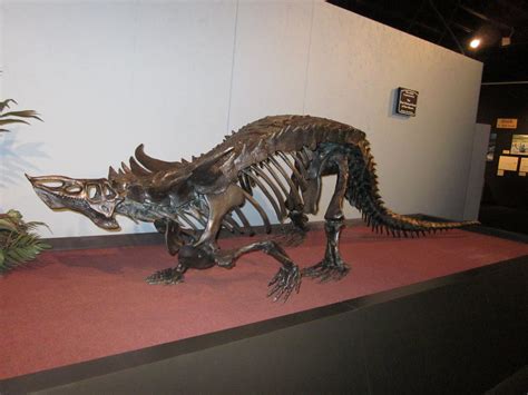 Chicago to Phoenix: Dino Museum - Random Fossils