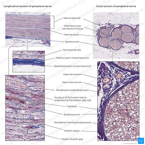 Peripheral nerves: Histology and clinical aspects | Kenhub