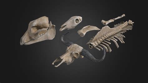 Animal bones - 3D model by SeferotR [93cad9b] - Sketchfab