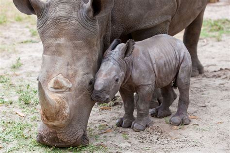 Baby Rhino - Rhinos Photo (20108325) - Fanpop