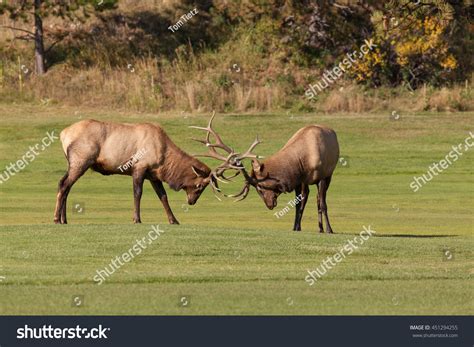 Bull Elk Fighting Rut Stock Photo 451294255 | Shutterstock