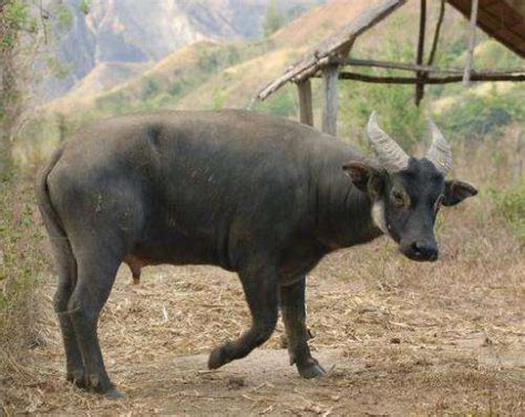 Philippines' rare dwarf buffalo charges against extinction