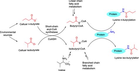 Distinct pathways for the formation of butyryl-CoA and isobutyl-CoA and ...