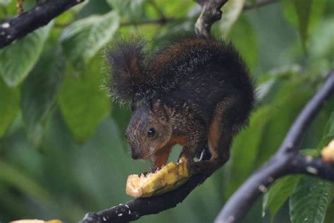 tropicleps.ch: Sciuromorpha of Costa Rica