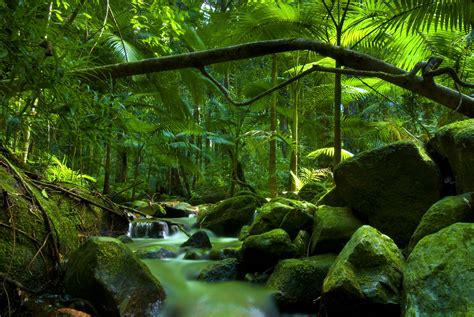 Noah Beach, Cape Tribulation, Daintree National Park, Qld - Caravan RV ...