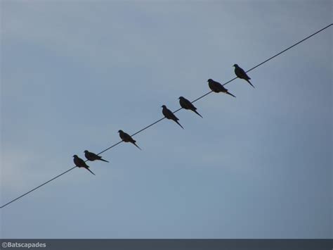 Mourning Dove Silhouette