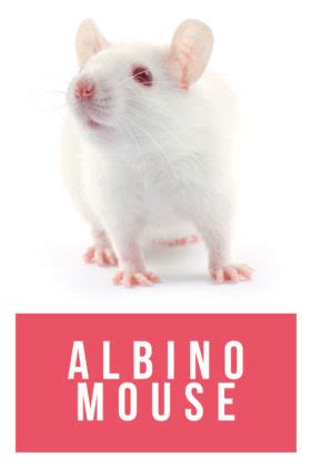 Albino Mouse - Facts About Albino Mice In Science And As Pets