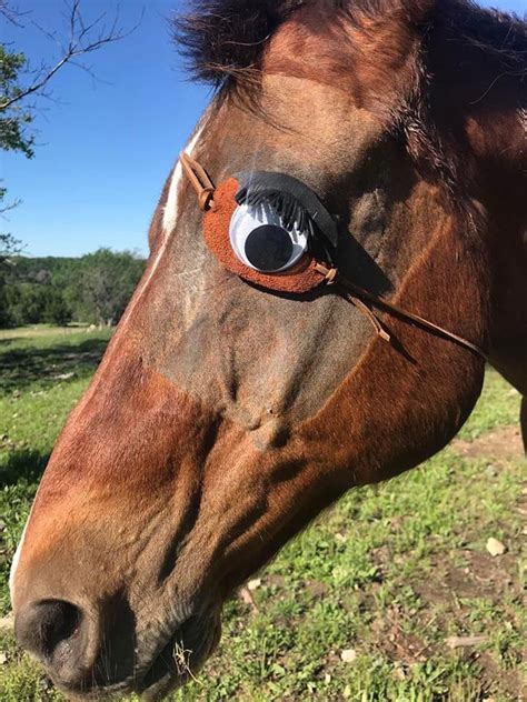 My horse had his eye removed, so I made him an eye patch | Odd Stuff ...