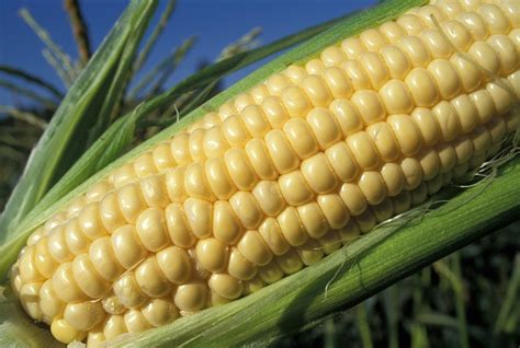 Maize Crop at best price in Tiruppur by Confident International Trading | ID: 4009927491