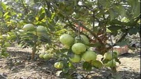 How To Grow Guava Fruit Tree | Fruit Trees