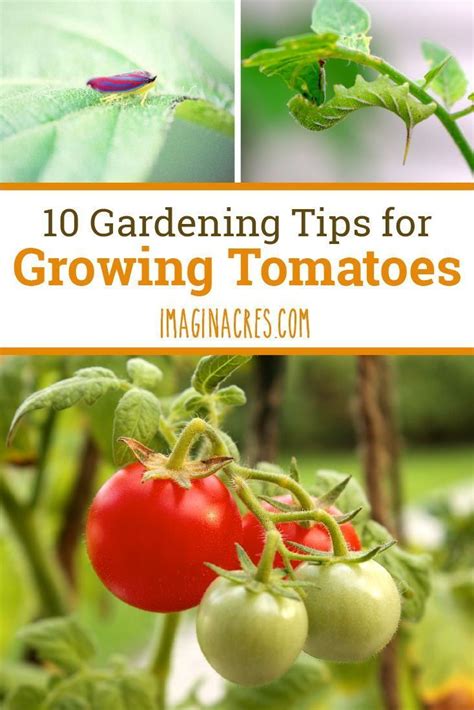 10 tomato growing tips even you can understand – Artofit