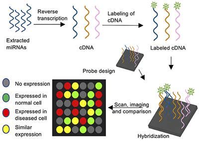 Frontiers | Bringing MicroRNAs to Light: Methods for MicroRNA Quantification and Visualization ...