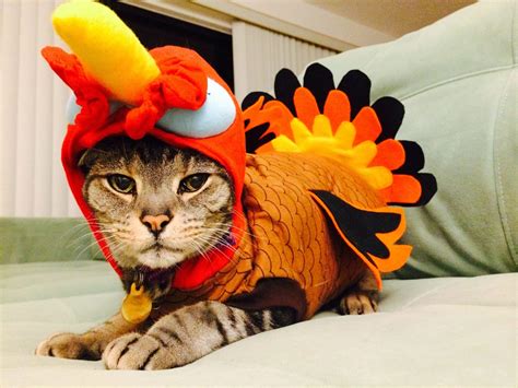 Babies & Pets Dressed in Turkey Costumes for Thanksgiving 2014