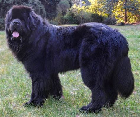 Newfoundland Dog vs Great Dane - Breed Comparison