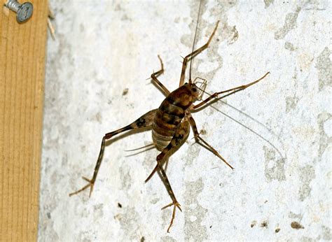 Tiny Black Jumping Bugs In Carpet - Carpet Vidalondon