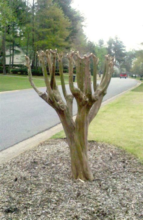 Two Sisters Gardening: Crape Myrtle pruning