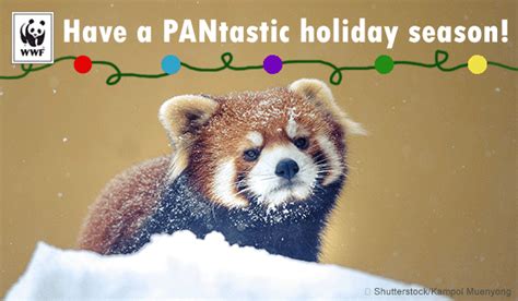 Red Panda Animal Facts For Kids Characteristics Pictures | Blurry Red Panda Poster -Image By ...