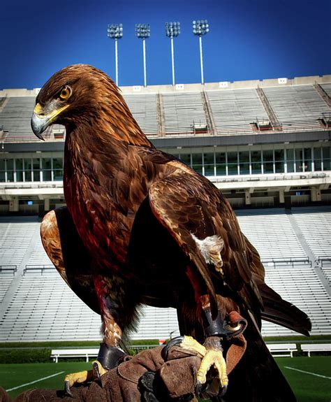 25+ War Eagle Auburn Mascot Image - Codepromos