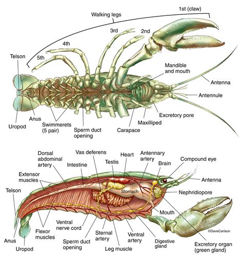 Crayfish Anatomy | Image License | Carlson Stock Art