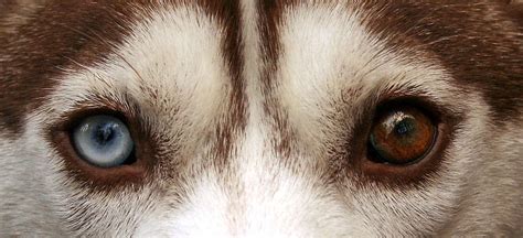 Musings of a Biologist and Dog Lover: Heterochromia