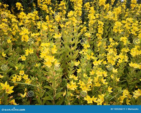 Yellow Summer Flowers Blooming in Norway Stock Image - Image of garden, blossom: 155526611