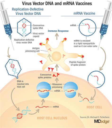 Understanding messenger RNA and other SARS-CoV-2 vaccines | MDedge Cardiology