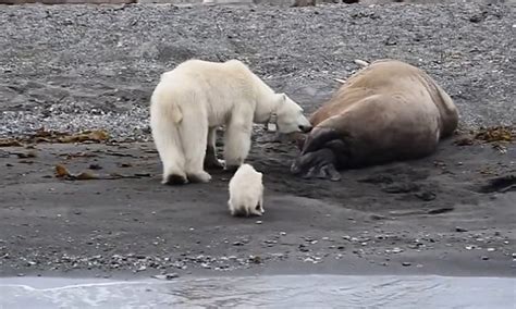 Starving polar bear mother dares to paw at sleeping walrus