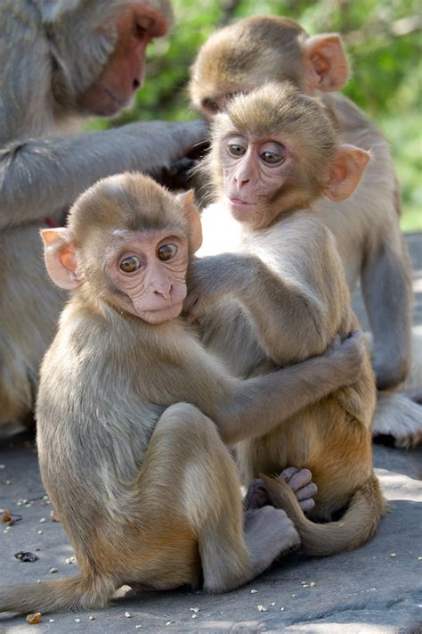 Two baby rhesus macaques - Nick Dale - Private Tutor