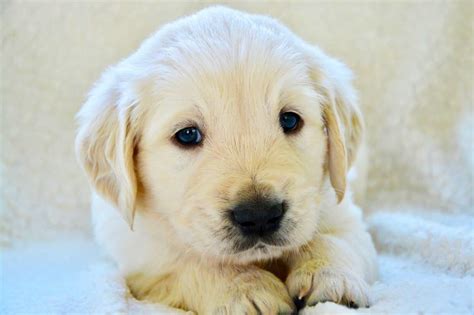 The Truth About Golden Retrievers With Blue Eyes (With Pictures) – Golden Hearts