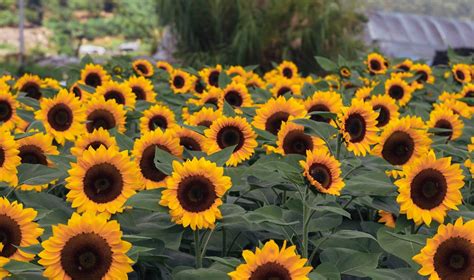 Bahong Sunflower Farm