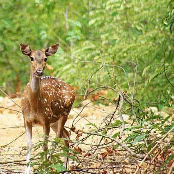 Arignar Anna Zoological Park | South India Tourism