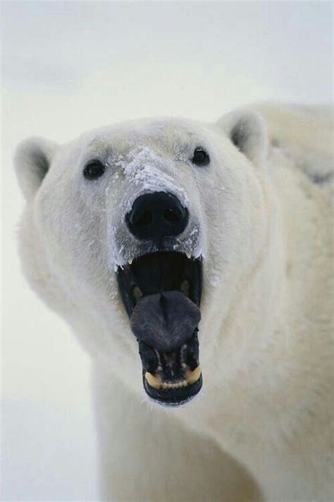 Polar Bear Roar! Nature Animals, Animals And Pets, Baby Animals, Funny ...