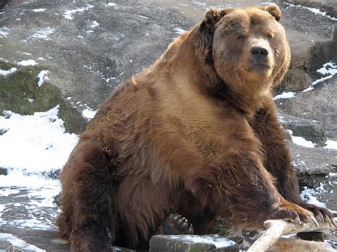 10 Worst Animals to Keep as Pets | Kodiak bear, Bear, Brown bear