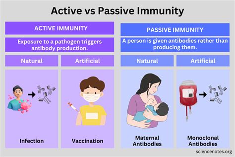 Active vs Passive Immunity - Definition and Differences