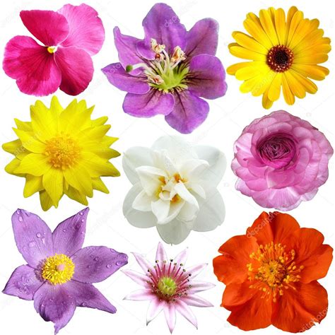 Set of flowers in different shapes, color — Stock Photo © o_april #8968897