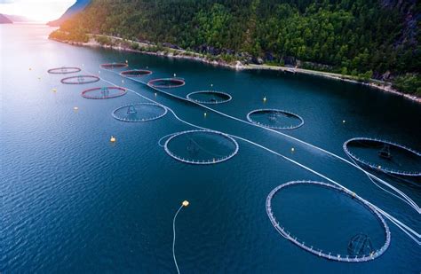 A Washington State Aquaculture Farm Failed, Releasing Atlantic Salmon ...