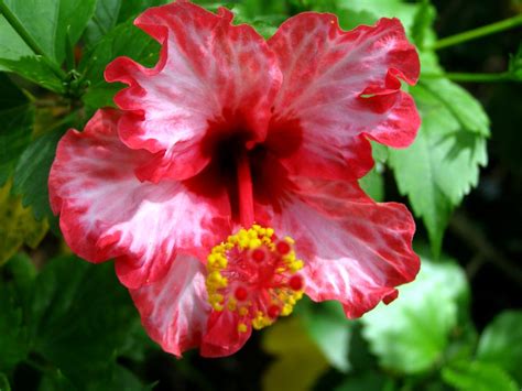 samoa - hibiscus flower | em.puni | Flickr