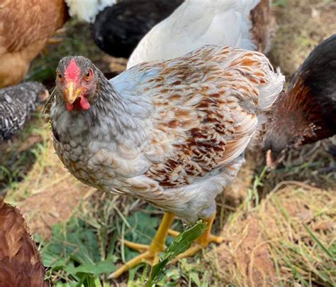 Splash Laced Red Wyandotte Chicken For Sale | Cackle Hatchery®