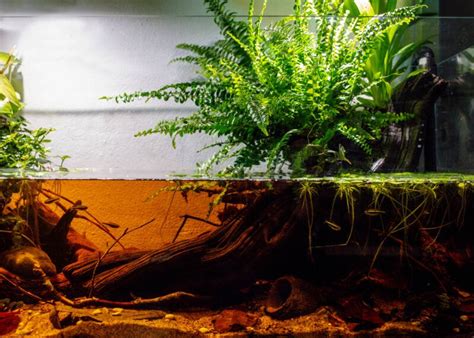 Blackwater Aquariums: How to Setup a Biotope Tank