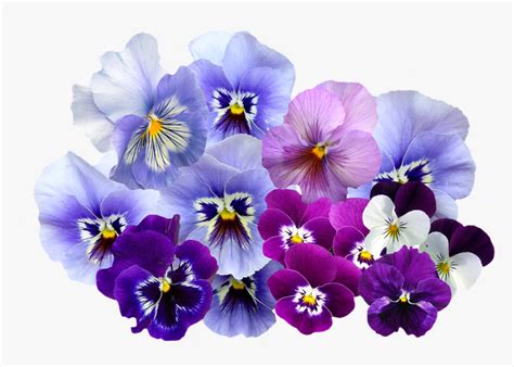 Pansy, Png, Isolated, Violet, Nature, Flowers - My Daily Pantone ...