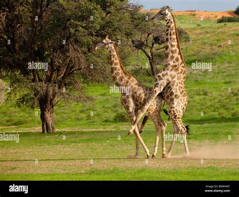 giraffe mating Stock Photo - Alamy