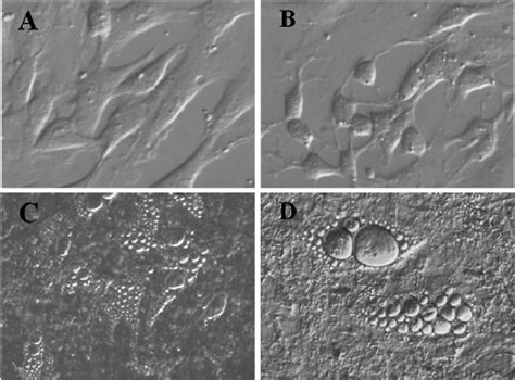 Nomarski interference contrast microscopy at 400 × magnifi cation ...