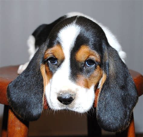 Cute Basset Hound Puppy | Animals | Pinterest