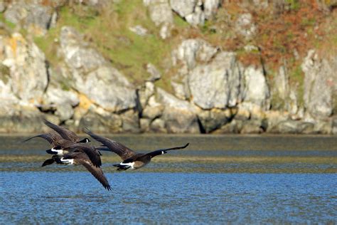 Victoria Daily Photo: More Esquimalt Lagoon