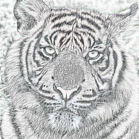 Tiger Pencil Drawing Free Stock Photo - Public Domain Pictures