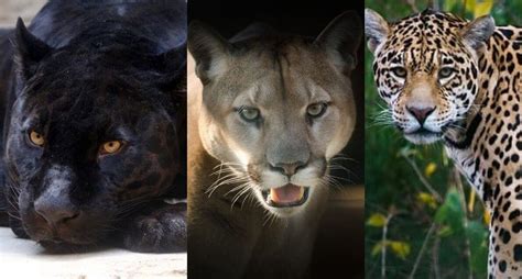 What's The Difference Between Cheetah, Leopard, Puma, Jaguar, And ...