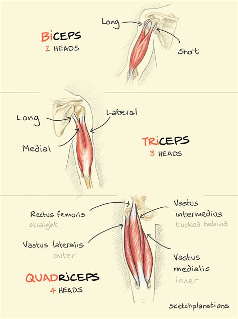 Biceps, triceps, quadriceps - Sketchplanations