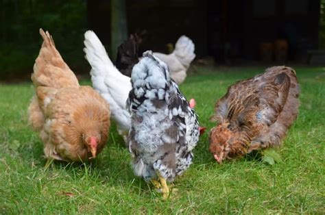 Free-Ranging your Urban Chickens - Backyard Chicken Project